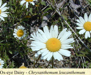 Ox-eye Daisy - Chrysanthemum leucanthemum