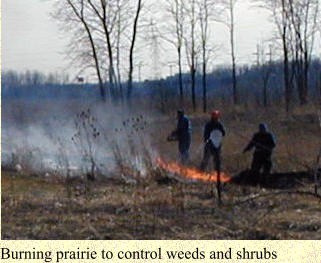 Burning prairie to control weeds and shrubs