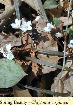 Spring Beauty - Claytonia virginica