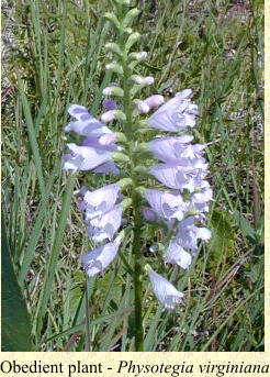 Obedient plant - Physotegia virginiana