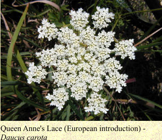 Queen Anne's Lace (European introduction) -  Daucus carota