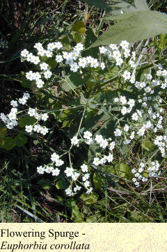 Flowering Spurge -  Euphorbia corollata