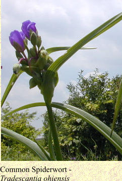 Common Spiderwort -  Tradescantia ohiensis