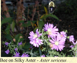 Bee on Silky Aster - Aster sericeus