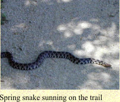Spring snake sunning on the trail