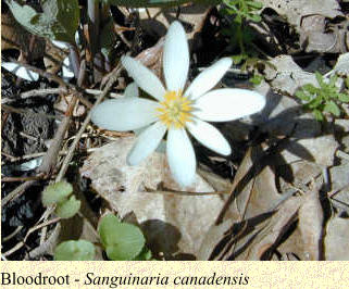 Bloodroot - Sanguinaria canadensis