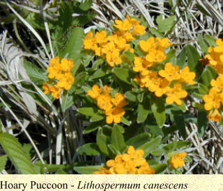 Hoary Puccoon - Lithospermum canescens