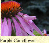 Purple Coneflower