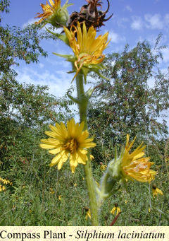 Compass Plant - Silphium laciniatum