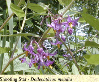 Shooting Star - Dodecatheon meadia