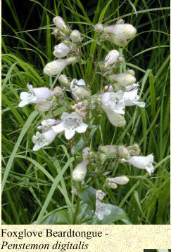 Foxglove Beardtongue -  Penstemon digitalis