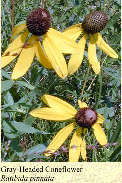 Gray-Headed Coneflower -  Ratibida pinnata