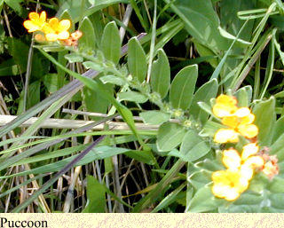 Puccoon