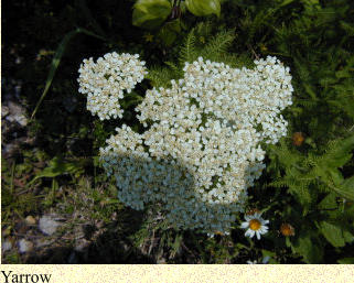 Yarrow