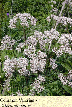 Common Valerian -  Valeriana edulis