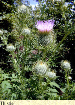 Thistle