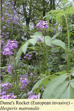 Dame's Rocket (European invasive) -  Hesperis matronalis