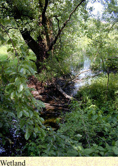 Wetland