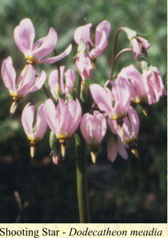 Shooting Star - Dodecatheon meadia